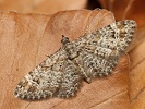 P��ali�ka zarudl� Gymnoscelis rufifasciata, Kalivodsk� bu�iny, duben 2024