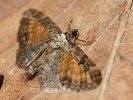 P��ali�ka vrati�ov� Eupithecia icterata, �esk� st�edoho��, �e�eni�t�, �ervenec 2025