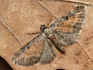 P��ali�ka vrati�ov� Eupithecia icterata, �esk� st�edoho��, �e�eni�t�, �ervenec 2025
