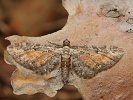 P��ali�ka vrati�ov� Eupithecia icterata, �esk� st�edoho��, �e�eni�t�, �ervenec 2025