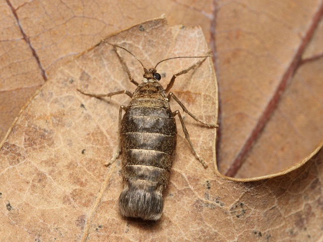 Temnoskvrn�� javorov�