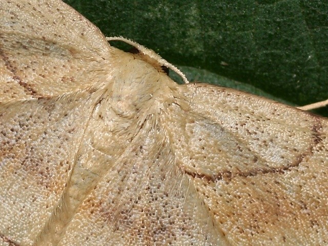 Žlutokřídlec zejkovaný