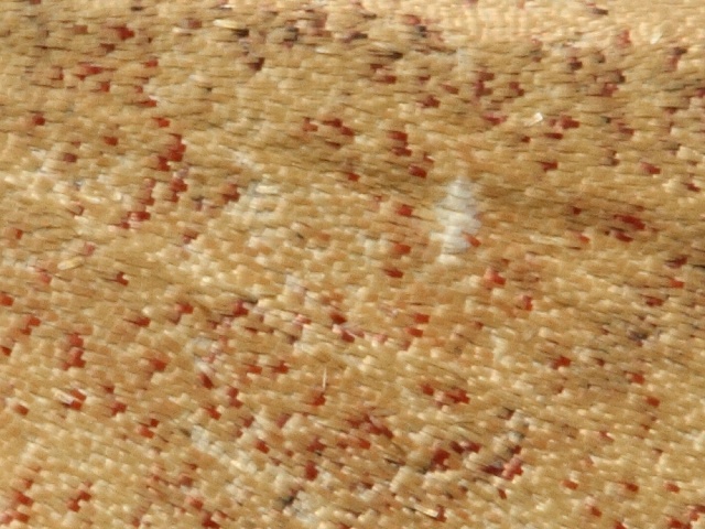 Očkovec kropenatý