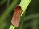 P��stevn�k ��ov�kov� Phragmatobia fuliginosa, Oskava, V�clavov, �ervenec 2020