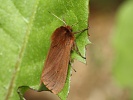 P��stevn�k ��ov�kov� Phragmatobia fuliginosa, Old�ichov, �erven 2021