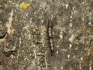 Li�ejn�kovec �tveroskvrnn� Lithosia quadra - housenka, �esk� kras, Kot�z, �erven 2026