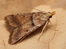 Zavje Stemmatophora brunnealis, Milovick str, srpen 2024