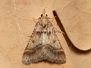 Zavje Stemmatophora brunnealis, Milovick str, srpen 2024