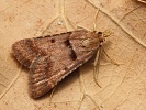 Zavje Stemmatophora brunnealis, Milovick str, srpen 2024