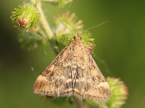 Zav�je� Pyrausta despicata