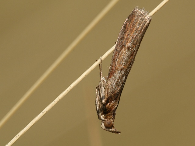 Zavíječ Selagia spadicella