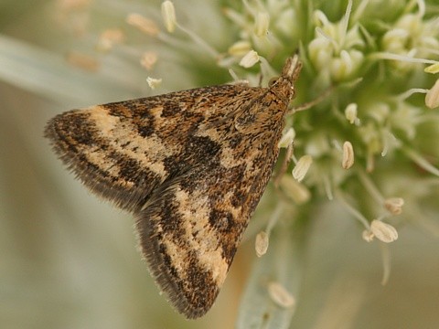 Zav�je� Pyrausta despicata