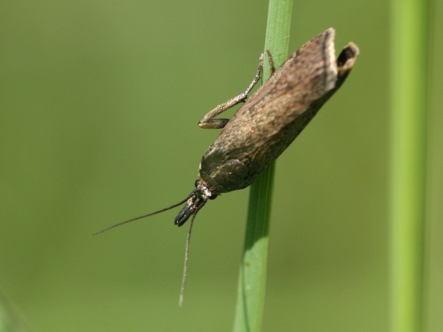 Zavíječ Hypochalcia decorella