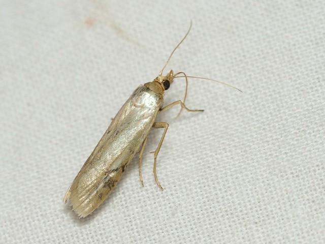 Zavíječ Selagia argyrella