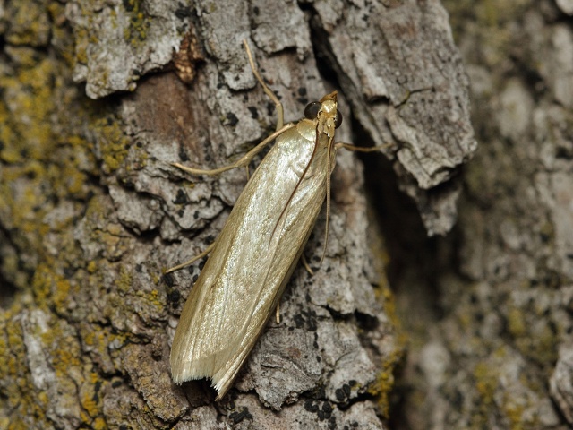 Zavíječ Selagia argyrella