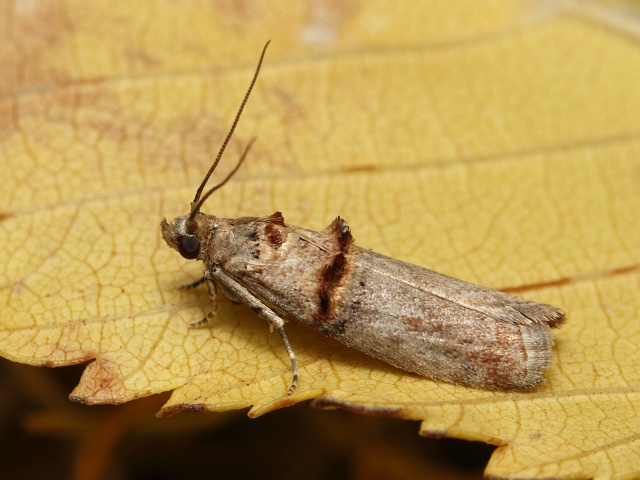 Zav�je� Trachonitis cristella