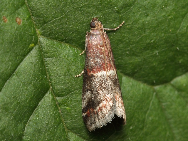 Zavíječ Acrobasis marmorea