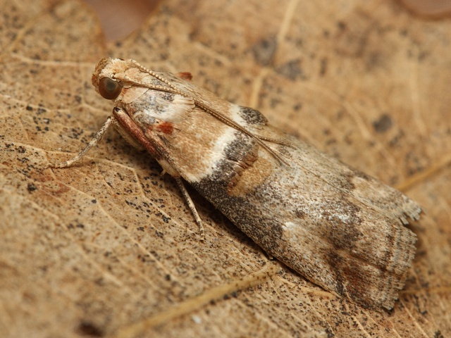 Zav�je� Acrobasis tumidana