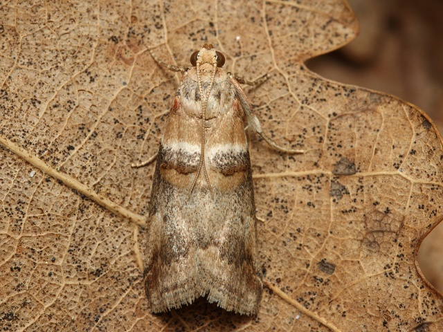 Zav�je� Acrobasis tumidana