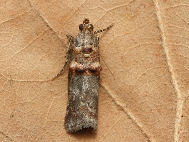 Zavíječ Trachonitis cristella