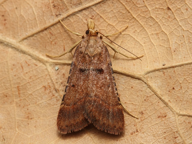 Zavje Stemmatophora brunnealis