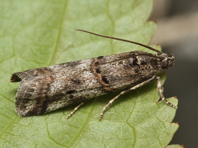 Zav�je� Pempelia compositella