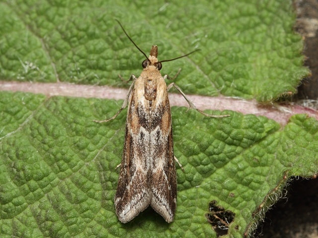 Zav�je� Ancylosis cinnamomella
