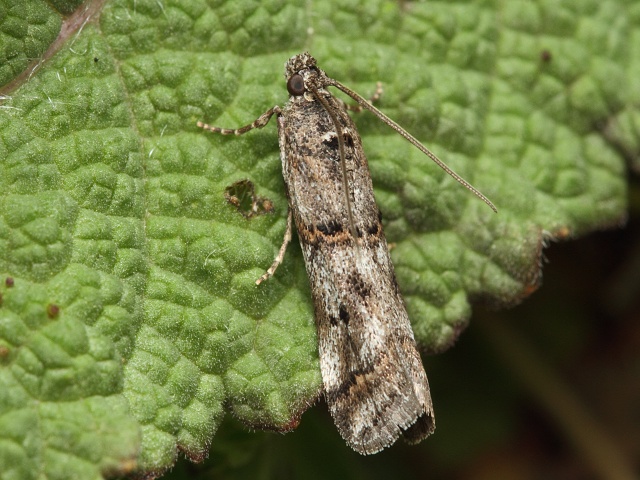 Zav�je� Pempelia compositella