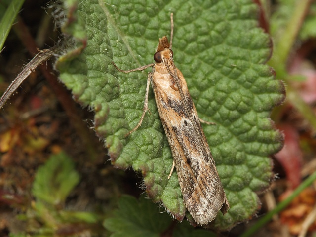 Zavíječ Ancylosis cinnamomella