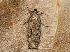 Makadlovka Gelechia rhombelliformis