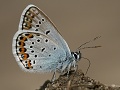 Pozn�te tohoto modr�ska?